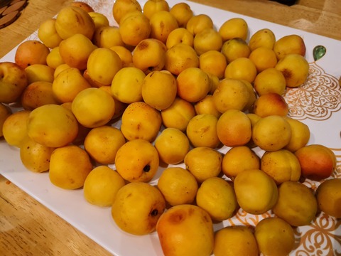 apricot4