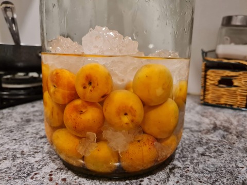 apricot4