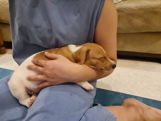 犬を飼い始めた パンゴンツォへの道のり