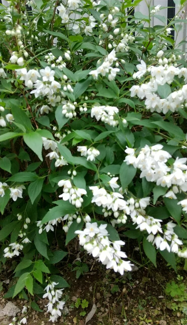 コールレインボー4 火 の日誌 女声合唱団 コール レインボー