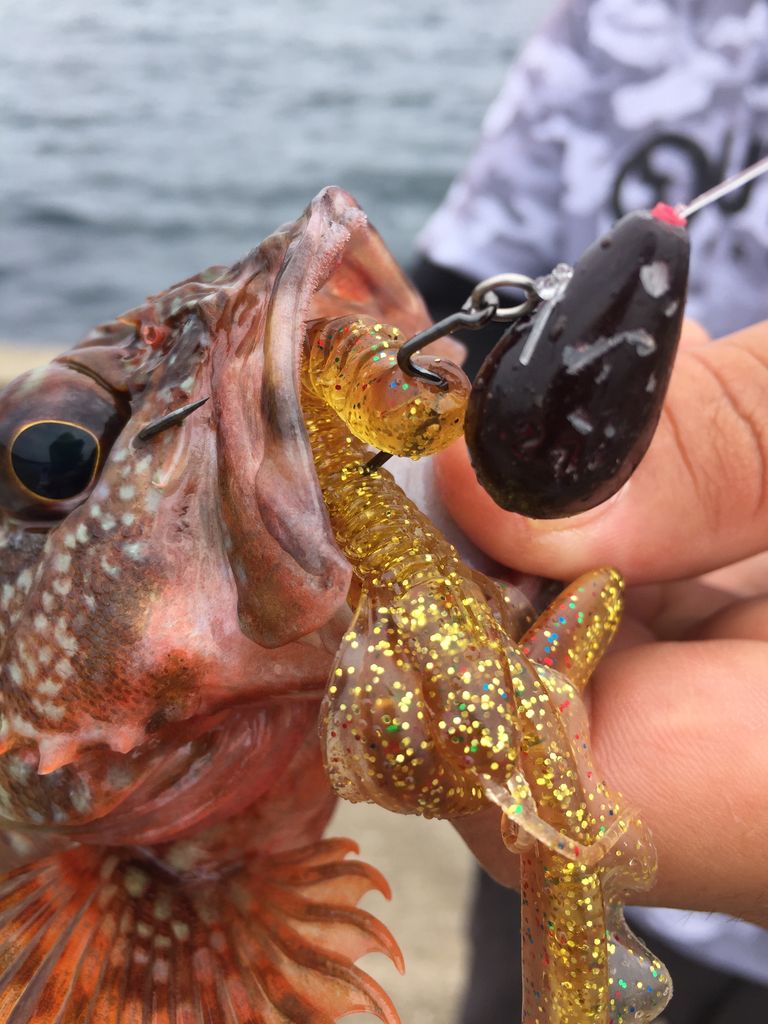 晩夏のハタゲーム おさかな釣る釣り 遊撃遊釣手編 晩夏のハタゲーム おさかな釣る釣り 遊撃遊釣手編