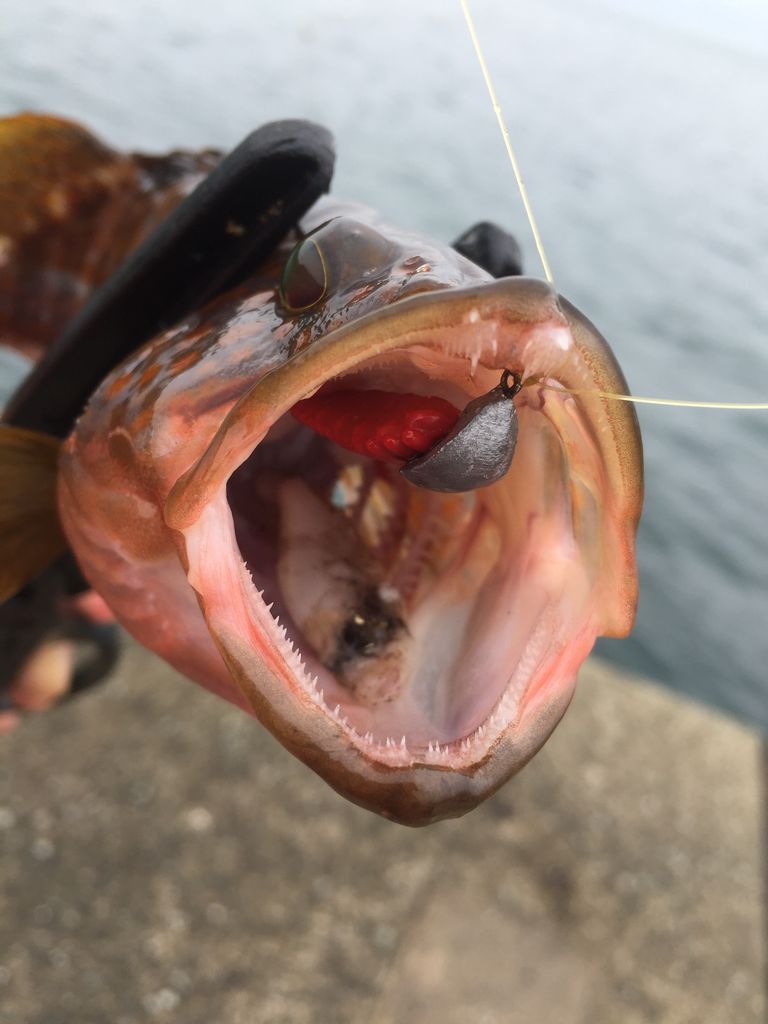ビーローチとジグヘッドの相性 おさかな釣る釣り 遊撃遊釣手編 ビーローチとジグヘッドの相性 おさかな釣る釣り 遊撃遊釣手編