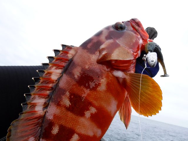 根魚ねぶるキャラメル : おさかな釣る釣り 遊撃遊釣手編