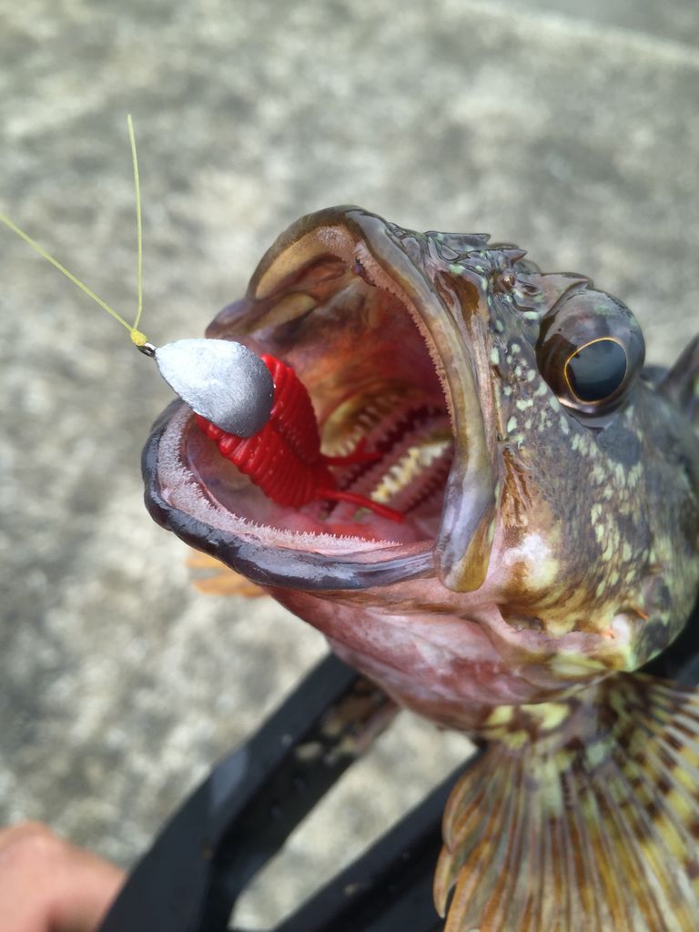ビーローチとジグヘッドの相性 おさかな釣る釣り 遊撃遊釣手編 ビーローチとジグヘッドの相性 おさかな釣る釣り 遊撃遊釣手編