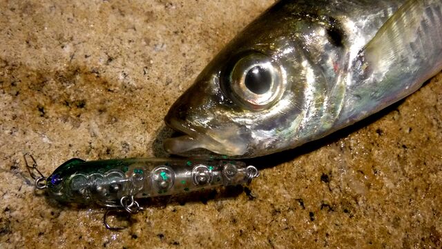 アジアジ メバル スネコン50s おさかな釣る釣り 遊撃遊釣手編