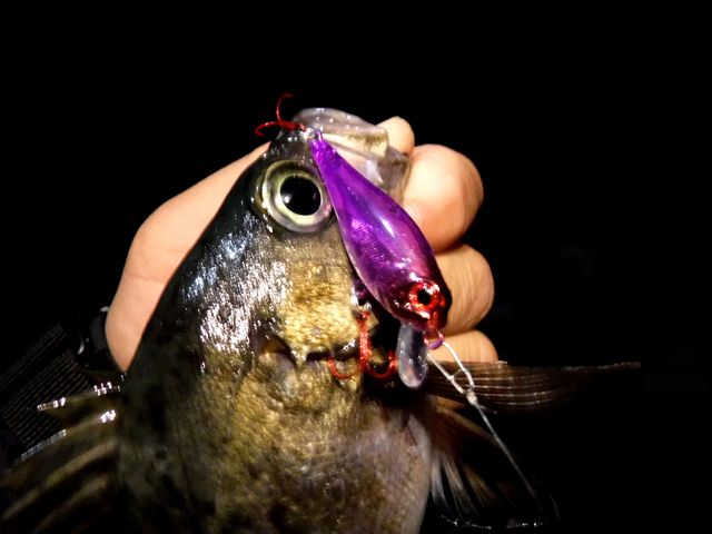 悔し嬉し尺アジング おさかな釣る釣り 遊撃遊釣手編 悔し嬉し尺アジング おさかな釣る釣り 遊撃遊釣手編