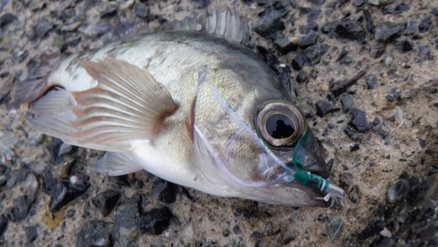 雨のかぶらデイメバリング おさかな釣る釣り 遊撃遊釣手編