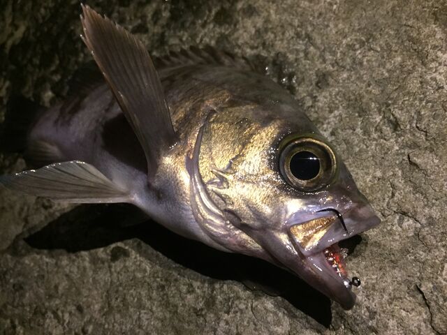 ジュラクローxgメバリング おさかな釣る釣り 遊撃遊釣手編 ジュラクローxgメバリング おさかな釣る釣り 遊撃遊釣手編