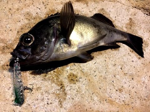 アジアジ メバル スネコン50s おさかな釣る釣り 遊撃遊釣手編