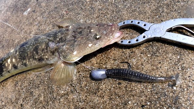 夏ヒラメ夏マゴチ おさかな釣る釣り 遊撃遊釣手編