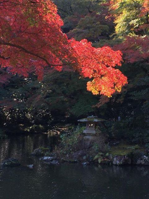 11月12日 27日 第17回 成田山公園 紅葉まつり が開催されます 成田の秋を満喫しよう 成田リポート