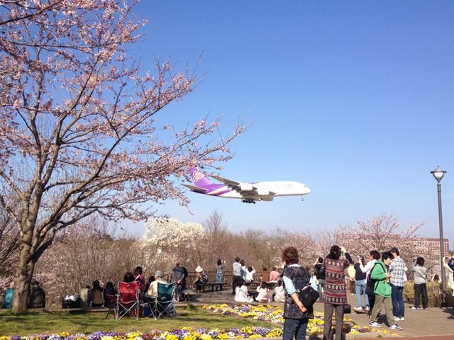 成田 さくらの山公園 藤倉商店三代目の店長日記