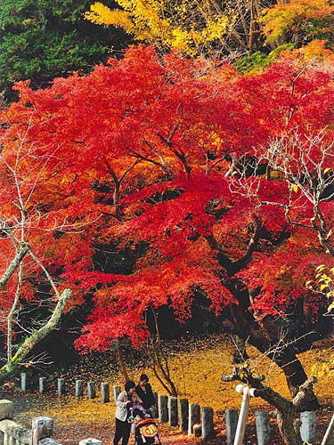 成田山 紅葉まつり 藤倉商店三代目の店長日記