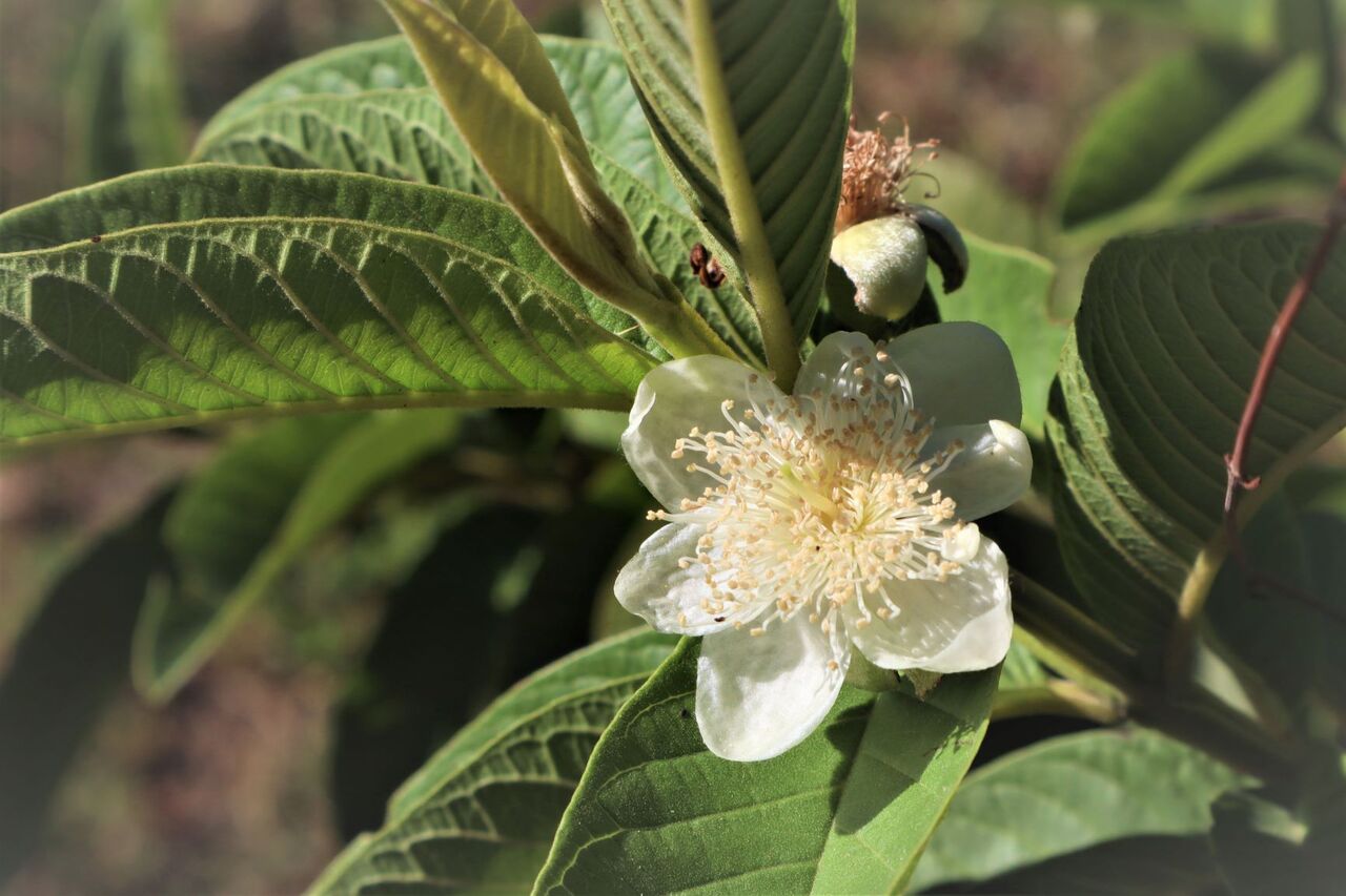 グアバの花 少々 カンボジアでロングスティ マンゴ栽培