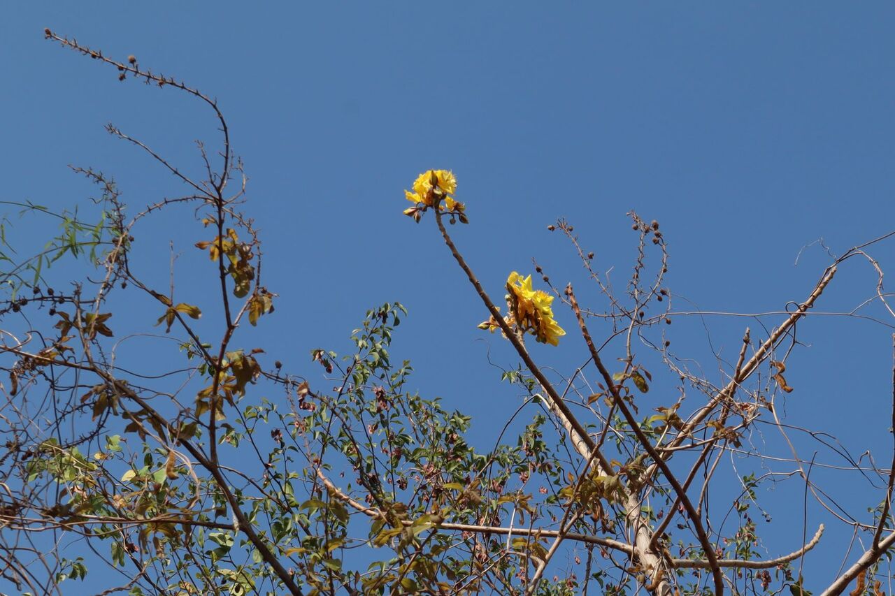 黄色い花が咲く木 もう一本発見 カンボジアでロングスティ マンゴ栽培