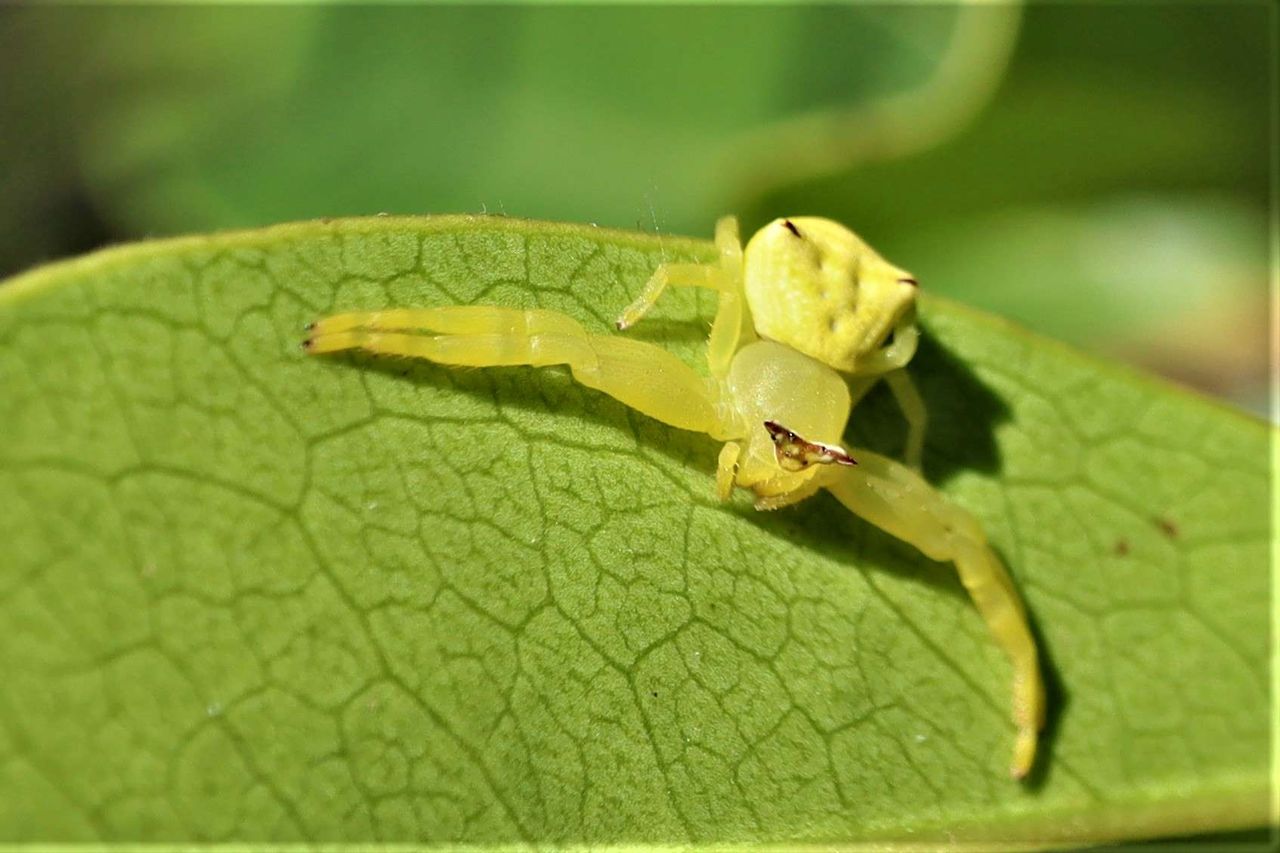 黄色い虫 蜘蛛 浮かんでいるような 飛んでいるような カンボジアでロングスティ マンゴ栽培