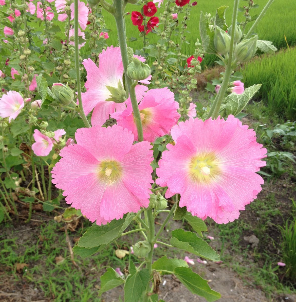 8月14日の誕生花 タチアオイの花言葉 カムとキクタンの大満足時代