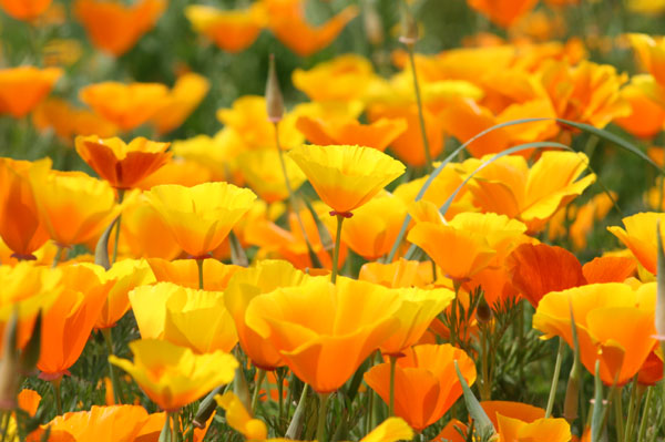 6月24日の誕生花 カリフォリニアポピーの花言葉 希望 カムとキクタンの大満足時代