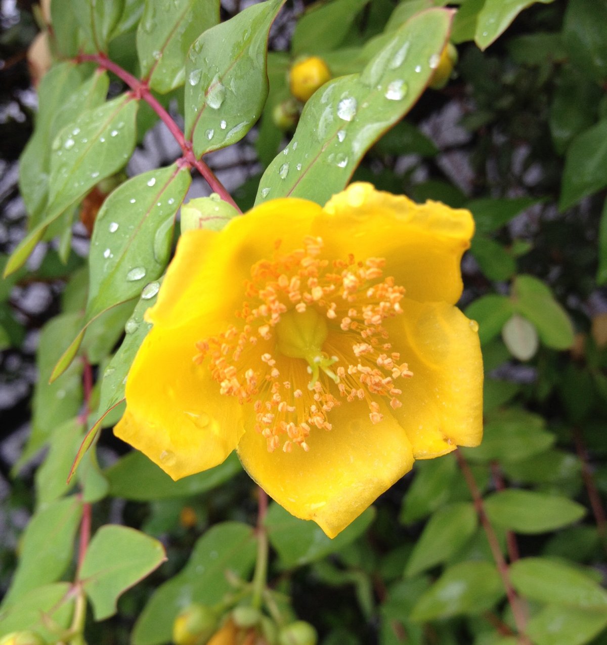 6月30日の誕生花 キンシバイの花言葉 太陽の輝き カムとキクタンの大満足時代