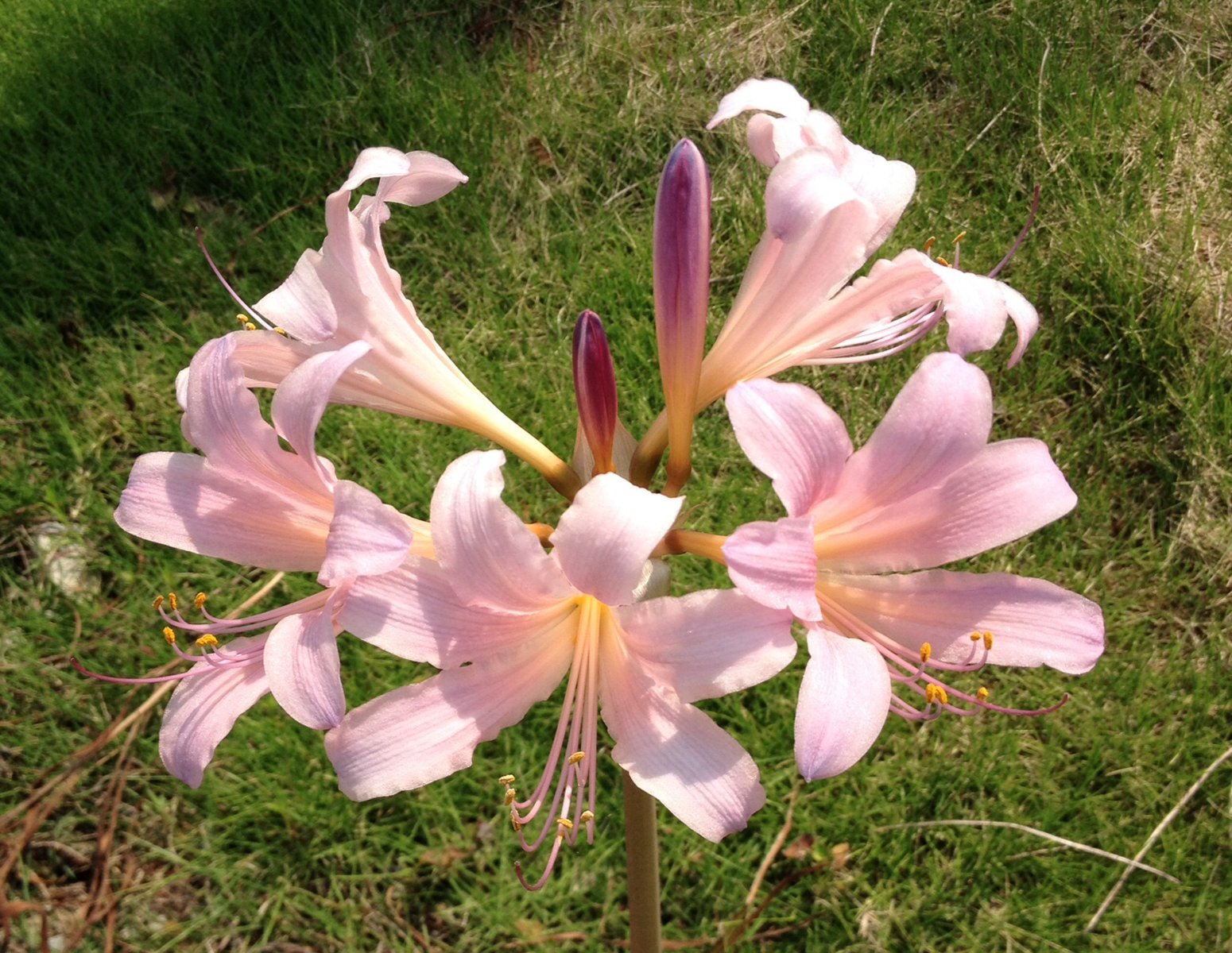 7月28日の誕生花 ナツズイセンの花言葉 穏やかな美しさ カムとキクタンの大満足時代
