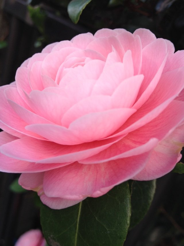 3月31日の誕生花 オトメツバキの花言葉 完璧な魅力 カムとキクタンの大満足時代