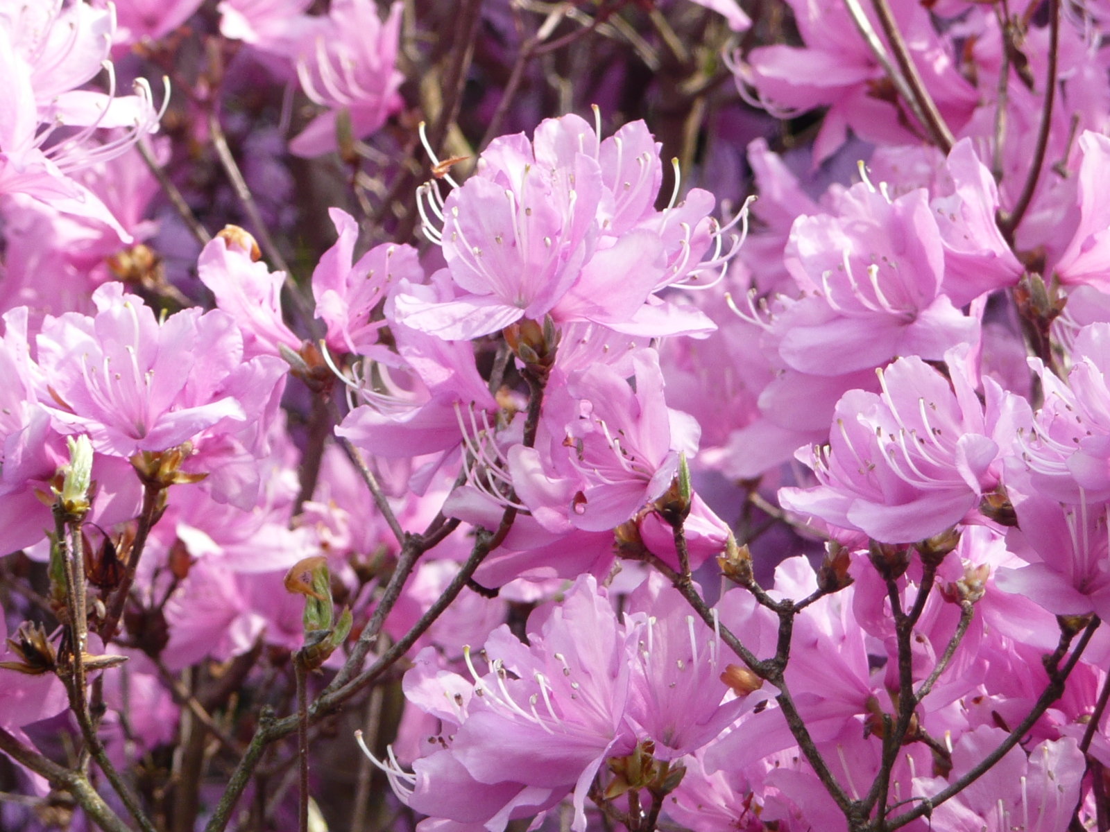3月8日の誕生花 ミツバツツジの花言葉 節制 カムとキクタンの大満足時代