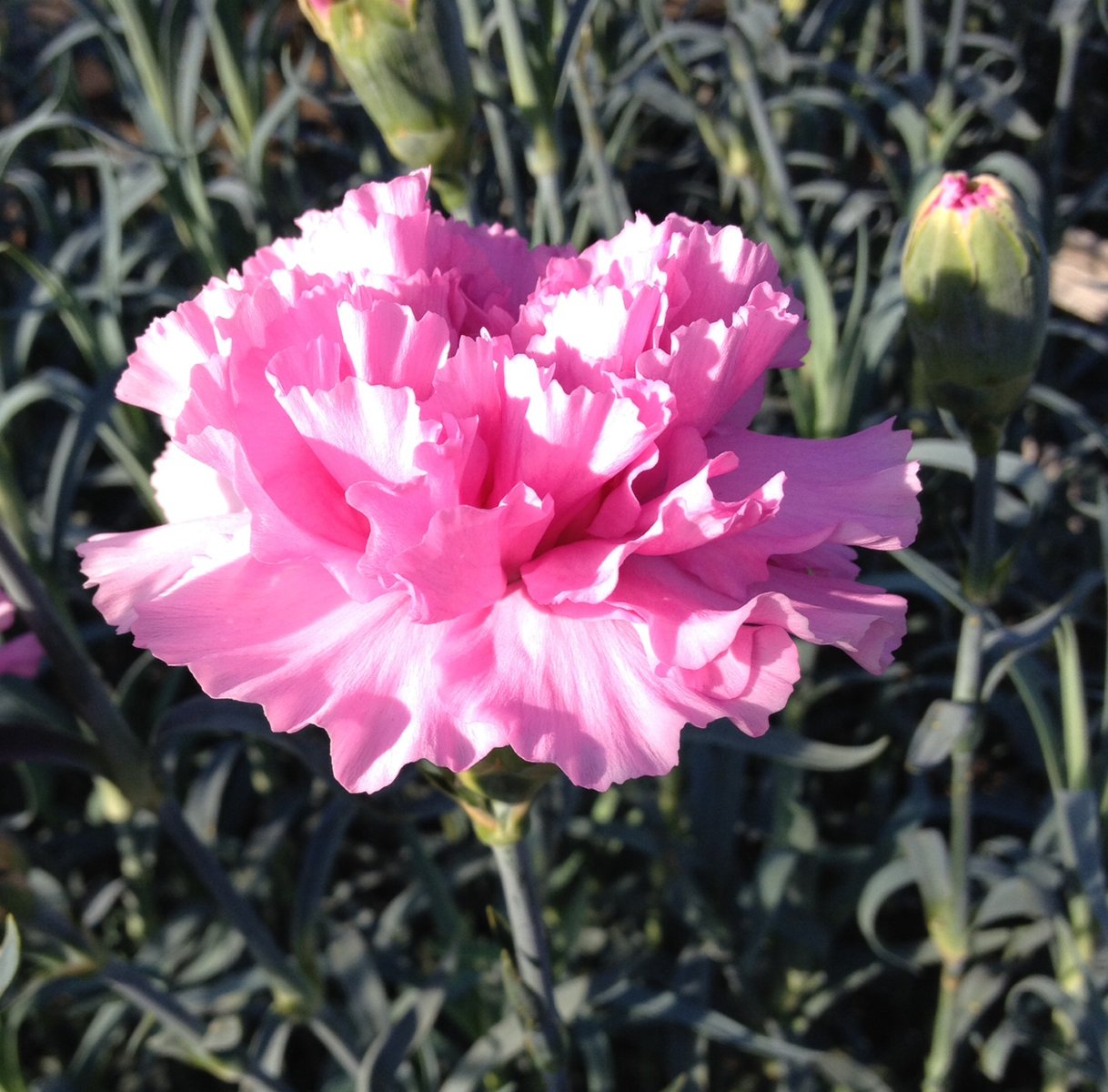 １０月２５日の誕生花 ピンクカーネーションの花言葉 感動 カムとキクタンの大満足時代