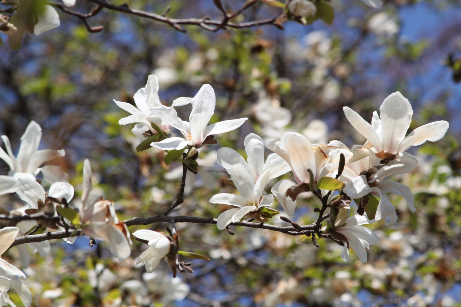 3月21日の誕生花 イチリンソウの花言葉 追憶 カムとキクタンの大満足時代