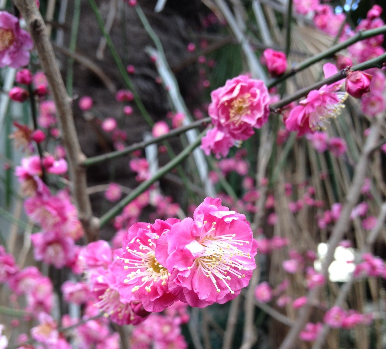 1月24日の誕生花 紅梅の花言葉 優美 カムとキクタンの大満足時代