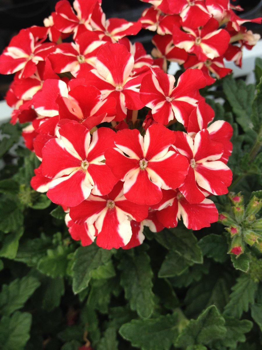 １０月３日の誕生花 バーベナの花言葉 魅力 カムとキクタンの大満足時代