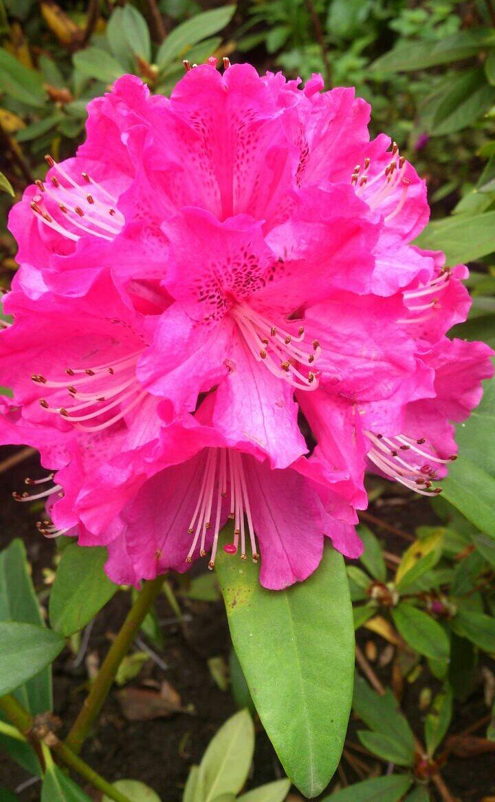 5月3日の誕生花 シャクナゲの花言葉 威厳 カムとキクタンの大満足時代