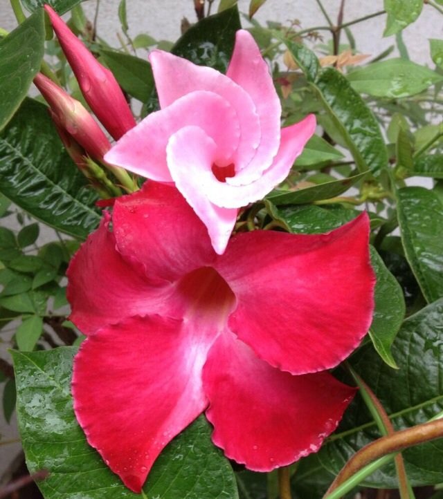 7月16日の誕生花 ディプラデニアの花言葉 カムとキクタンの大満足時代