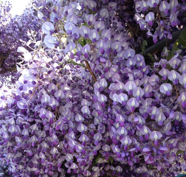 5月4日の誕生花 フジの花言葉 歓迎 カムとキクタンの大満足時代 5月4日の誕生花 フジの花言葉 歓迎 カムとキクタンの大満足時代
