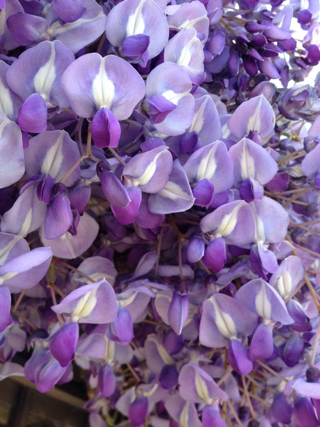 5月4日の誕生花 フジの花言葉 歓迎 カムとキクタンの大満足時代 5月4日の誕生花 フジの花言葉 歓迎 カムとキクタンの大満足時代