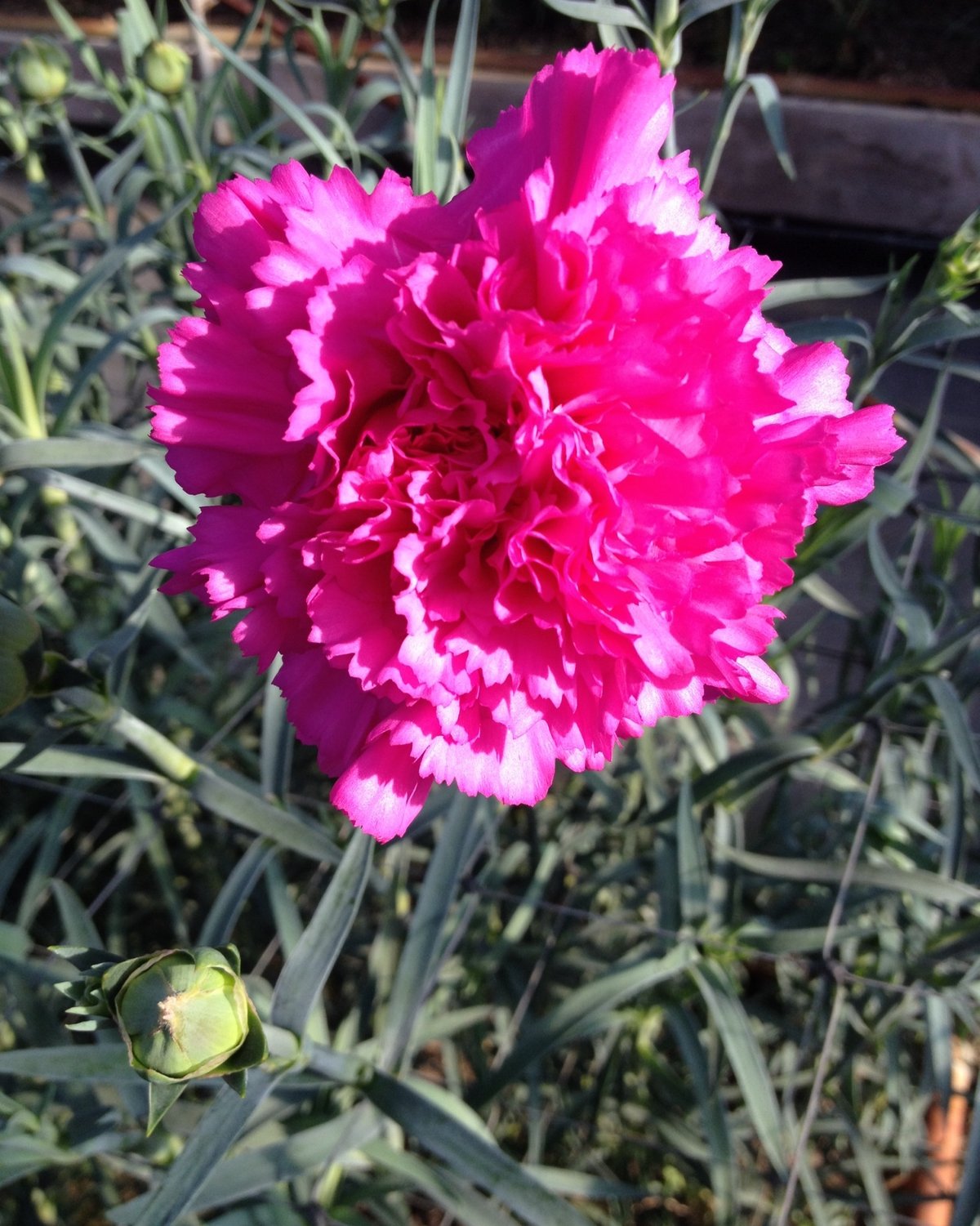 １０月２５日の誕生花 ピンクカーネーションの花言葉 感動 カムとキクタンの大満足時代