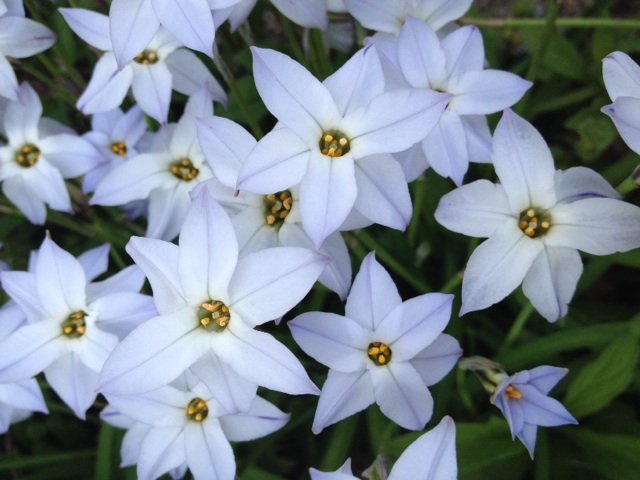 3月12日の誕生花 ハナニラの花言葉 耐える愛 カムとキクタンの大満足時代