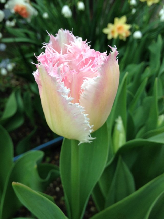 4月8日の誕生花 チューリップの花言葉 誠実な愛 カムとキクタンの大満足時代