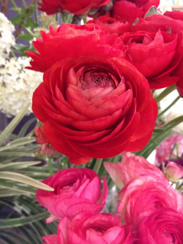 3月15日の誕生花 ラナンキュラスの花言葉 純潔 カムとキクタンの大満足時代