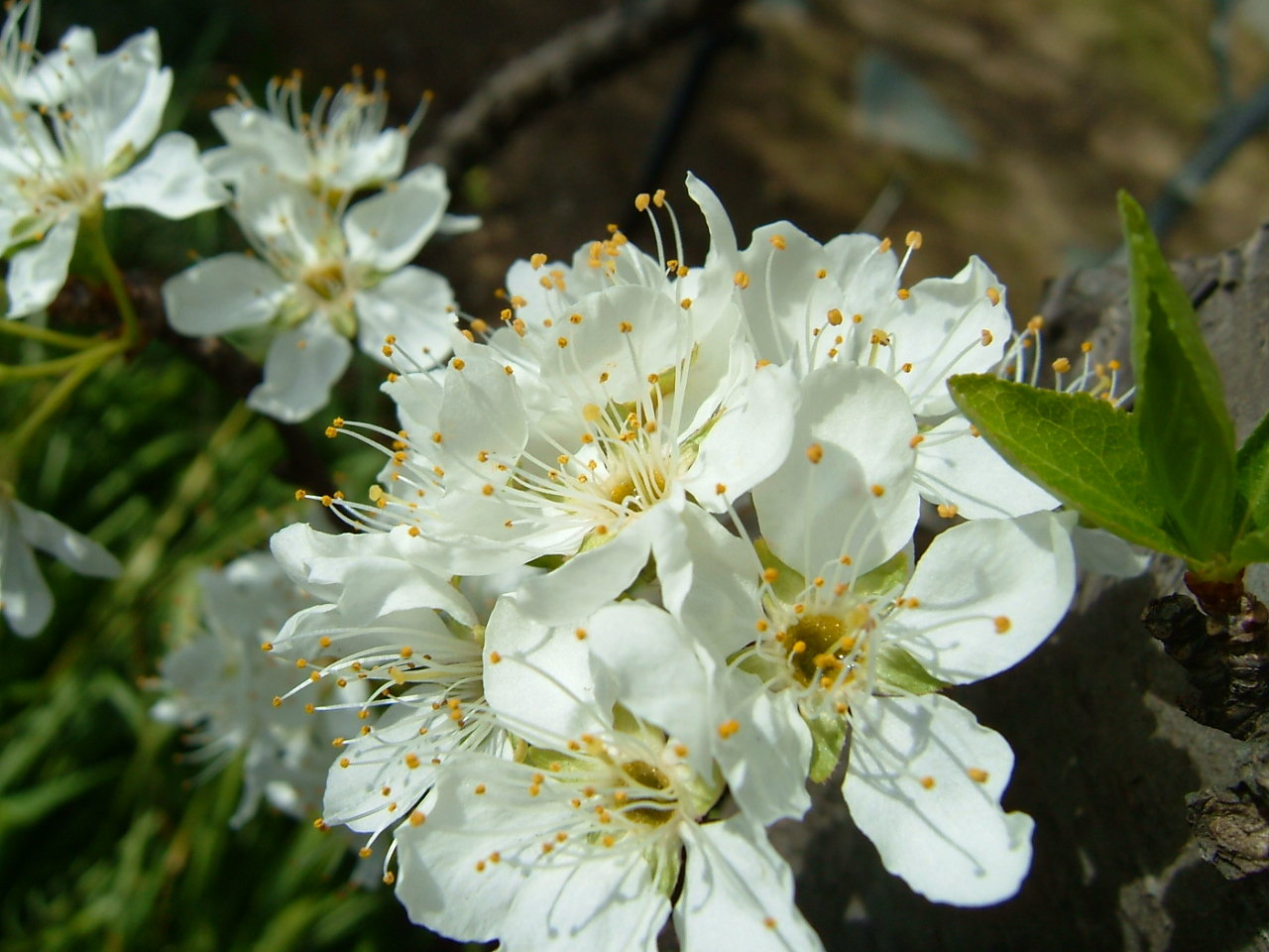 3月日の誕生花 スモモの花言葉 甘い生活 カムとキクタンの大満足時代