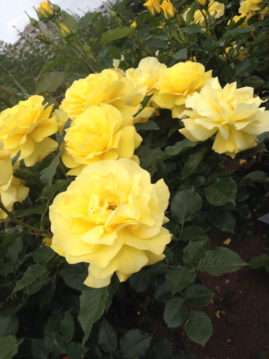 ８月１５日の誕生花 バラ 黄色 の花言葉 平和 カムとキクタンの大満足時代