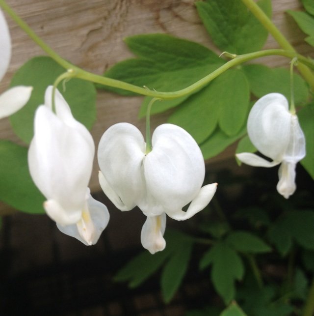 5月13日の誕生花 ケマンソウの花言葉 あなたに従う カムとキクタンの大満足時代