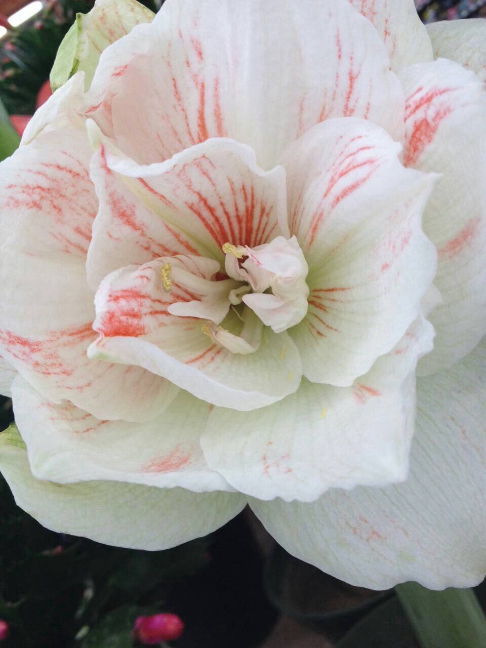 １２月２０日の誕生花 アマリリス 白 の花言葉 内気 カムとキクタンの大満足時代