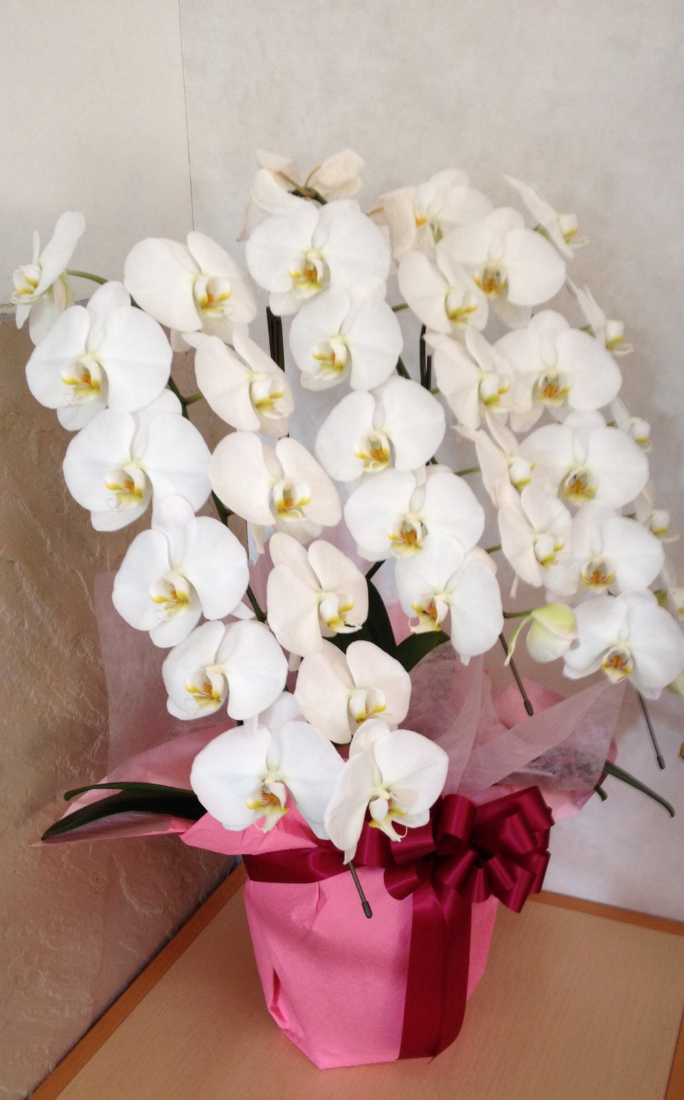 1月2日の誕生花 コチョウランの花言葉 清純 カムとキクタンの大満足時代