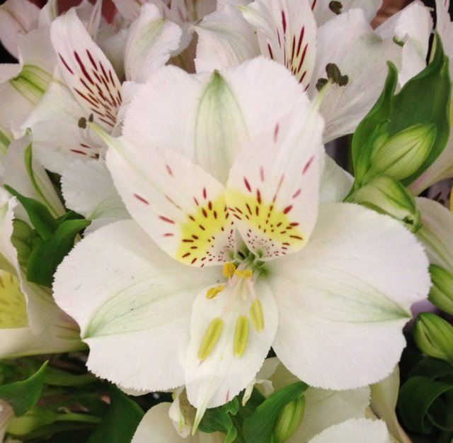 5月7日の誕生花 アルストロメリアの花言葉 持続 カムとキクタンの大満足時代