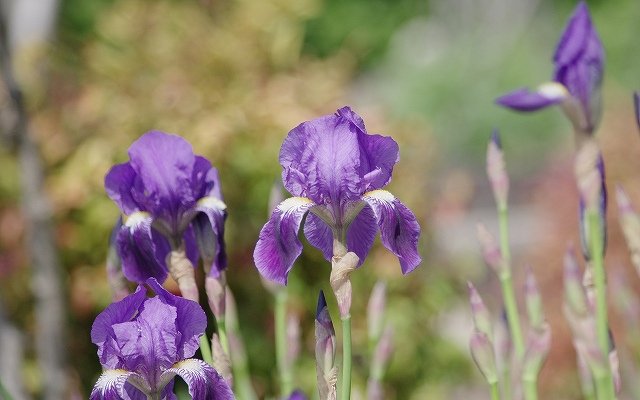 4月5日の誕生花 イチハツの花言葉 使命 カムとキクタンの大満足時代