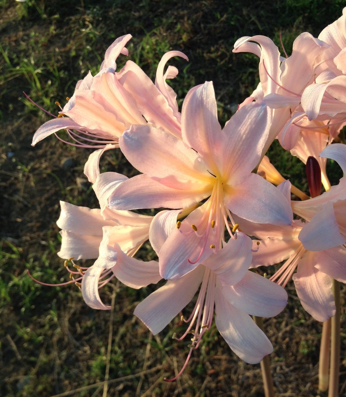 7月28日の誕生花 ナツズイセンの花言葉 穏やかな美しさ カムとキクタンの大満足時代