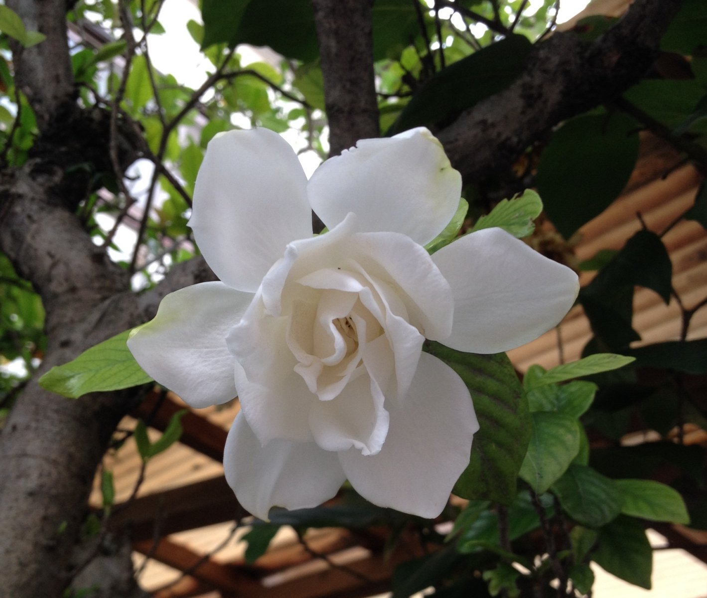 7月23日の誕生花 クチナシの花言葉 優雅 カムとキクタンの大満足時代