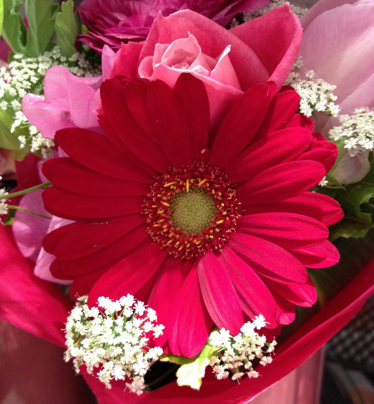 １０月１１日の誕生花 ガーベラの花言葉 カムとキクタンの大満足時代