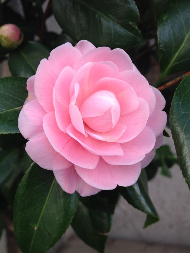 4月1日の誕生花 ソメイヨシノの花言葉 純潔 カムとキクタンの大満足時代