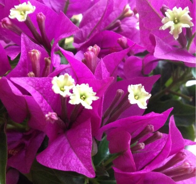 7月15日の誕生花 ブーゲンビリアの花言葉 魅力 カムとキクタンの大満足時代